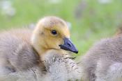 Canadese gans (Branta canadensis) 5-2021 7182